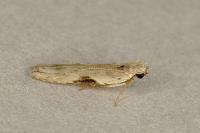 Hypatima rhomboidella