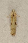 Hypatima rhomboidella