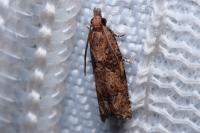 Acroclita subsequana