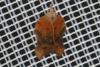 Acleris emargana