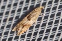 Rhopobota naevana