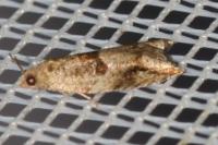 Rhopobota naevana