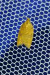 Acleris rhombana