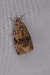 Celypha lacunana