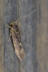 Opogona omoscopa