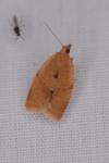 Clepsis consimilana
