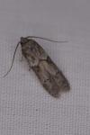 Blastobasis glandulella