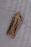 Mirificarma mulinella