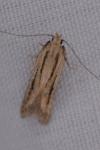 Mirificarma mulinella