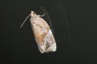 Ditula angustiorana