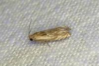 Eucosma