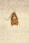 Carcina quercana