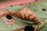 Coleophora violacea