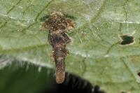 Coleophora ochripennella