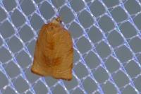 Cacoecimorpha pronubana