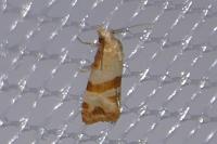 Phalonidia contractana