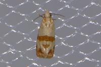 Phalonidia contractana
