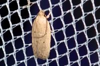 Agonopterix
