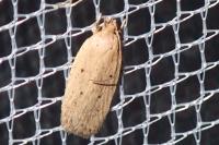 Agonopterix