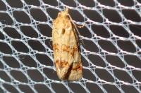 Aethes williana