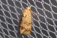 Aethes williana