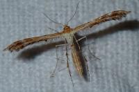 Oxyptilus