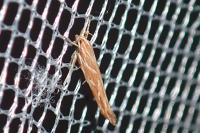 Pyroderces argyrogrammos