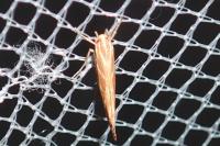 Pyroderces argyrogrammos