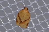 Clepsis consimilana