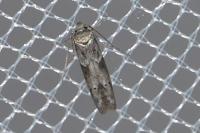 Blastobasis glandulella