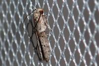 Blastobasis glandulella