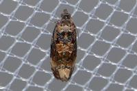 Endothenia gr. gentianaeana