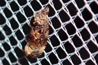 Endothenia gr. gentianaeana