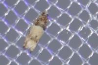 Epinotia thapsiana