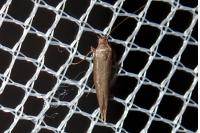 Scythris