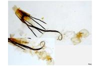 Coleophora albicosta