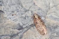 Depressaria douglasella