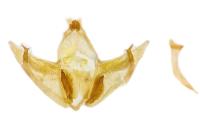 Depressaria douglasella