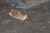 Agonopterix cnicella