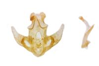 Agonopterix cnicella