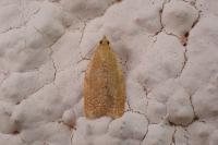 Clepsis consimilana