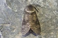 Acossus terebra