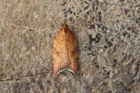 Acleris rhombana