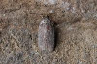 Agonopterix cnicella