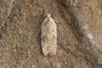 Agonopterix nervosa