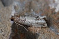 Notocelia