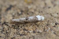 Paraswammerdamia albicapitella