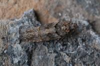 Teleiopsis diffinis