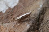 Ypsolopha dentella