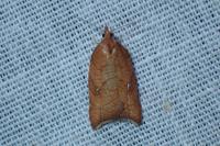 Acleris rhombana